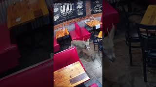 Deer smashes through restaurant window [upl. by Coney]