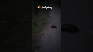 🦔hedgehog nightlife vilnius [upl. by Annerb]