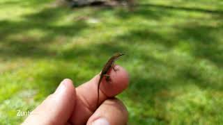 Tiny baby anole lizard [upl. by Vitek]