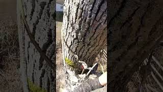 would you do this tree job [upl. by Menard]