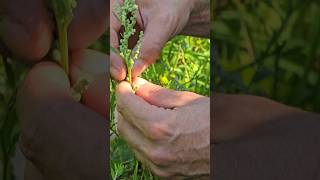 Fat hen chenopodium album nativeplants herbs foraging adventure gardening permaculture [upl. by Eddi]