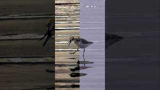 Before and After  Semipalmated Plover photography [upl. by Nebra277]