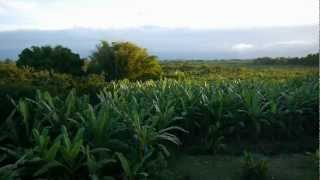 DOLE  Planting amp Growing Bananas [upl. by Lorolla]