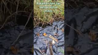 Rekaman video ikan liar terbanyak mempunyai mitosnature [upl. by Ellerrehc]