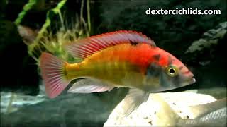 Christmas Fulu Cichlid Male in his superb breeding display [upl. by Einniw689]