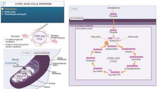 Biology and Biochemistry Citric Acid Cycle Overview [upl. by Bakki]