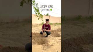 Day36 Tree217🌳 ekkadamhariyaliki ekkadamhariyalikior 1kadamhariyalikior shortvideo shorts [upl. by Gwen]