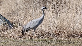 Easter Birding close to Uppsala April 1618 2022 [upl. by Tupler259]