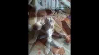 crecimiento de un pitbull silver fawn [upl. by Chrisy]