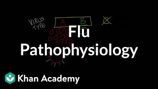 Flu Pathophysiology [upl. by Reivad]