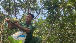 Harvesting pomelos in a vast pomelo garden  Idyllic life [upl. by Ause]