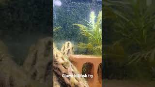 Clown Killifish Fry shorts iloveshrimp clownkillifishbreeding [upl. by Laural]