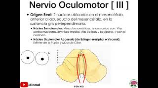 Neuroanatomía y Sistematización de los Pares Craneales – Parte 2 [upl. by Evaleen]