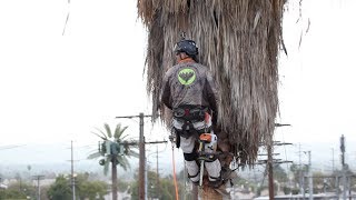 Preventing Palm Tree Trimmer Fatalities [upl. by Lon]