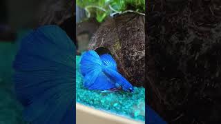 Betta Splendens BLUE [upl. by Synned]