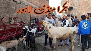 Bakra Mandi Lahore Shalimar Bagh Price update Lahore Pakistan [upl. by Iknarf]