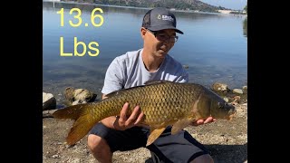 136 lb Carp Fishing Bonelli Park Puddingstone Lake [upl. by Margi363]