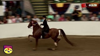 Big E Saddle Seat Show 15  Class 126  3 Gaited Country Pleasure Championship [upl. by Roch482]