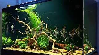 Most Beautiful Angelfish Aquascape  Amazing Planted Angelfish Aquarium [upl. by Ayad415]