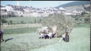 Bringing In Hay 1950s  Film 99174 [upl. by Ateekahs]