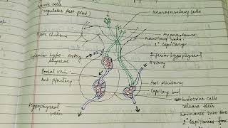 Hypothalamic control of endocrine system hypothalamus endocrinegland alkaranigupta8791 [upl. by Haliek]