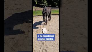 Horse Training Considerations with Fear or Curiosity alternativehorsemanship [upl. by Howlyn]