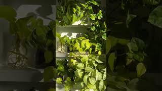 Decor with plants🌿Pothos and trailing philodendron🌿 pothos indoorplants shorts viralvideo money [upl. by Audy810]