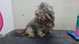 🐶😍❤️ INCREDIABLE MATTED DOG TRANSFORMAITON  DOG GROOMING [upl. by Zetrom]