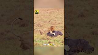 Lion vs Hippo Who’s the King 🦁💥🦛 LionAttack HippoBattle Wildlife [upl. by Cirred]