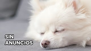 Música Relajante para Perros  4 Horas de Melodías Calmantes para Reducir la Ansiedad [upl. by Standice885]