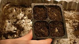 how to grow gerbera daisy from seed how to germinate gerbera daisy seeds [upl. by Vig]