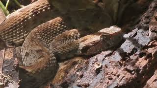 A few words about the most dangerous snake in Amazonia  the common lancehead Bothrops atrox [upl. by Lenz]