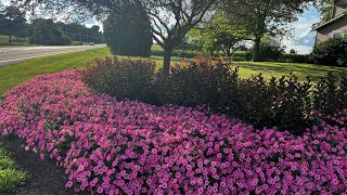 Update Petunias planted in our landscape 🌸 [upl. by Ecidnak121]