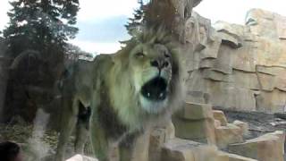 Lion Roaring at the Brookfield Zoo [upl. by Novanod106]