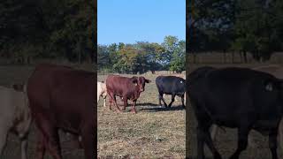 WOW RC he sure is a good looking Bull cattle beefmaster angus subscribe farmliving [upl. by Asille631]