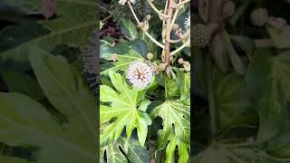 Fatsia japonica variegated blooms [upl. by Enelyt]