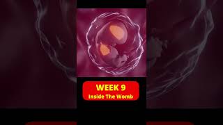 9 weeks pregnant  week by week pregnancy  Baby growth in pregnancy [upl. by Sheply504]