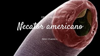 Ciclo evolutivo del Necator americano [upl. by Nnateragram]