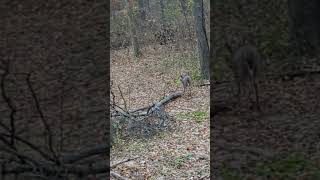 First Buck Seen in Deer Stand music [upl. by Rehotsirhc]