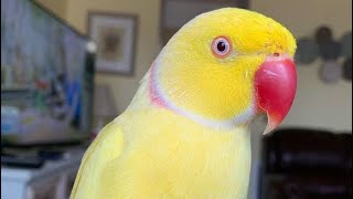 Yellow Ringneck  Parrot Yellow Ringneck  birds parrot ringneckparrot youtubevideo [upl. by Annaohj858]