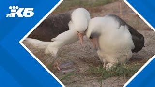 Worlds oldest known bird lays eggs [upl. by Etnecniv508]