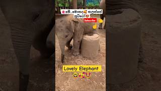 New Songs Sri Lanka ytshorts short trending Song Tiktok shortvideo Elephant 🥰 [upl. by Ninette]