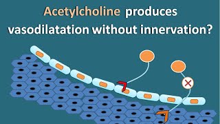 How Acetylcholine produces vasodilatation without innervation [upl. by Teplitz43]