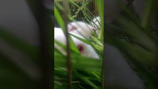 my cute tortoise cute tortoise video shorts [upl. by Ramsa]