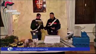 Castrovillari Carabinieri scoprono laboratorio di marijuana 2 arresti [upl. by Dowdell998]