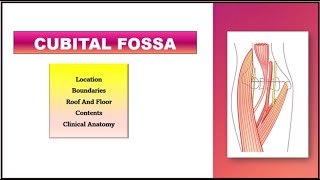 Cubital Fossa Anatomy  Boundaries amp Contents [upl. by Romilly]