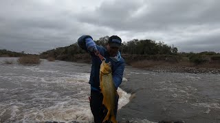 PESCANDO DORADOS EN EL RÍO DAYMAN [upl. by Jochbed]