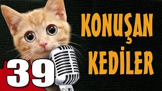 Konuşan Kediler 39  En Komik Kedi Videoları [upl. by Pooi]