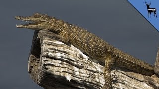 Crocodiles Can Climb Trees [upl. by Havener]