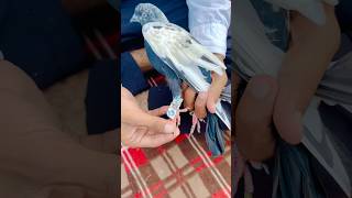 Kabuter Ke Per Me Dawai Bandhi  pigeon reaction shorts skpigeonloft [upl. by Notyep]